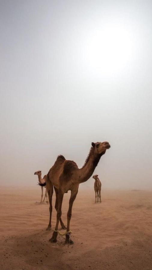 Wadirum Zeid Camp&Tours Вади Рум Екстериор снимка